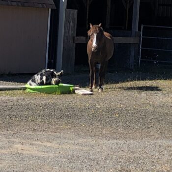 Kune Kune pig and horse ejoying pool time