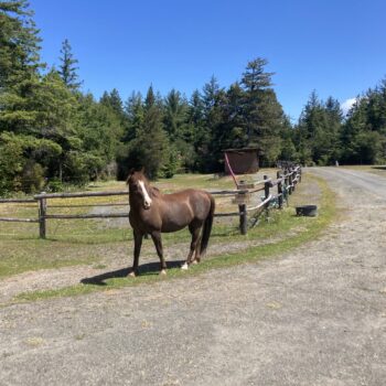 free roaming horse at dew valley ranch nature retreat